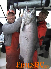 Cut Plug Herring Rig for Trophy Chinook Salmon Fishing