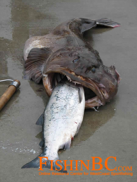 Lingcod Fishing Tips - Learn & Catch More Lingcod!