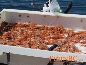 Prawns on Table